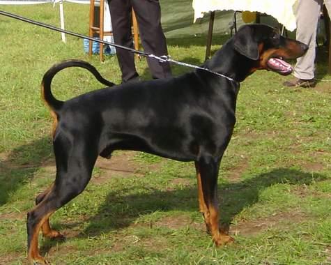 Barkas v. Mahuba | Black Doberman Pinscher