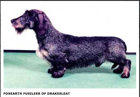 Foxearth Fusileer of Drakesleat | Dachshund 