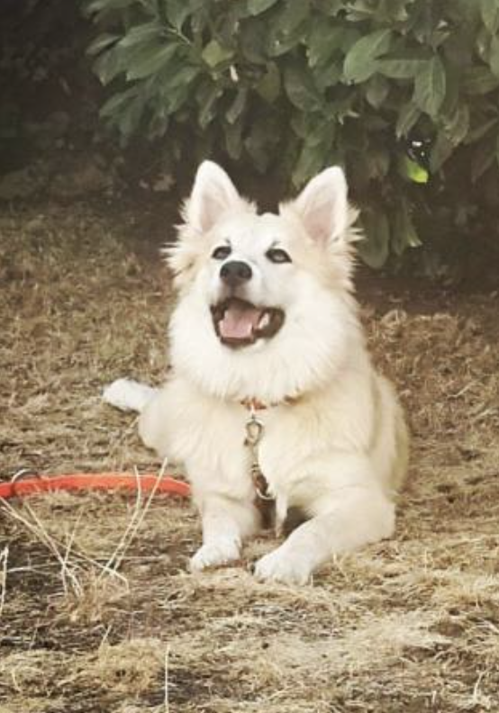 Ilari aus Vinkona | Icelandic Sheepdog 