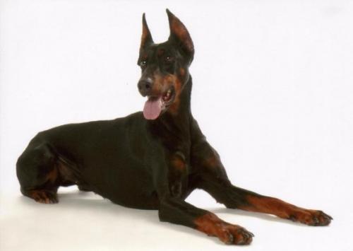 Beauty v. Beuchower Hof | Black Doberman Pinscher