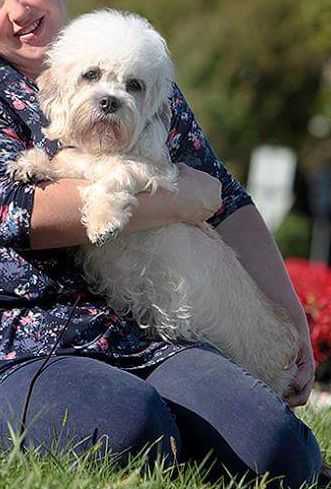 JOSEPINE BAKER DI LUNA CAPRESE | Dandie Dinmont Terrier 