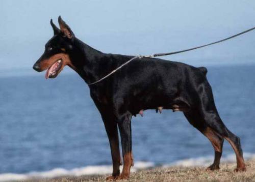 Urania di Latiano | Black Doberman Pinscher