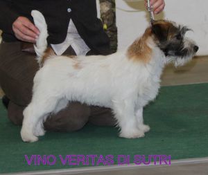 vino veritas di sutri | Jack Russell Terrier 