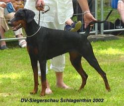 Inchee v. Assindia | Black Doberman Pinscher