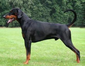 Nixon v. Assindia | Black Doberman Pinscher