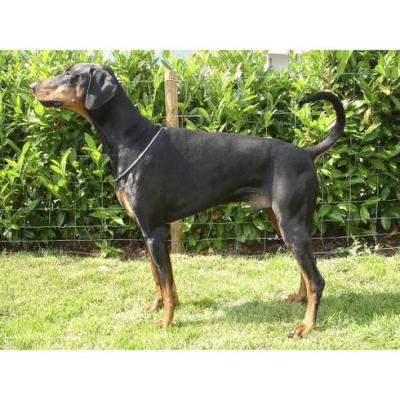 Ares Urknall | Black Doberman Pinscher