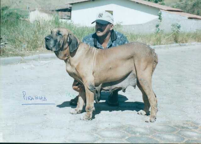 PIRANHA DO IBITURUNA | Fila Brasileiro 