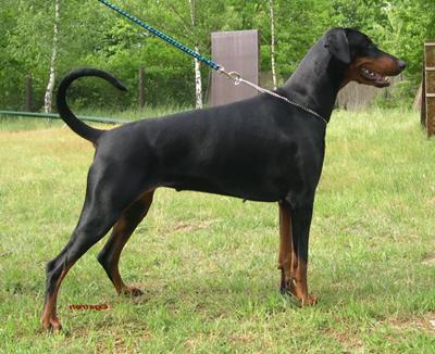 Emily v.d. Rosenhöhe | Black Doberman Pinscher