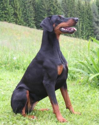 Come As You Are Tiara | Black Doberman Pinscher