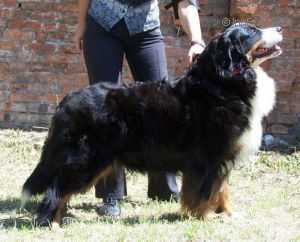 Rigokerti Berkenye | Bernese Mountain Dog 