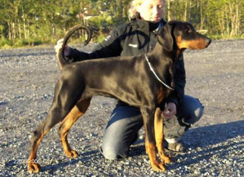 Farah Fawnita v. Alpha Nordic | Black Doberman Pinscher