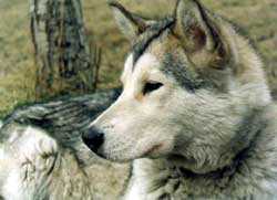 Forti Fortuna Canyon de Chelly | Alaskan Malamute 