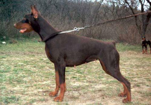 Shokoladka Blossom iz Gratsiano | Brown Doberman Pinscher