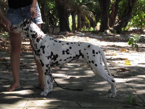 Whitecap Princess Bella | Dalmatian 