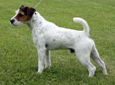 Dig It Quick | Jack Russell Terrier 