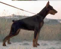 Ak-Yar Orsel | Black Doberman Pinscher