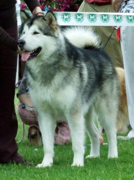 REMEMBERED COCHISE Illa Kuvianartok | Alaskan Malamute 