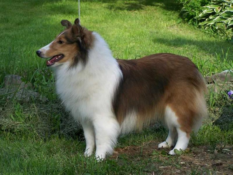 M&amp;M's Nova Reach For The Stars | Shetland Sheepdog 