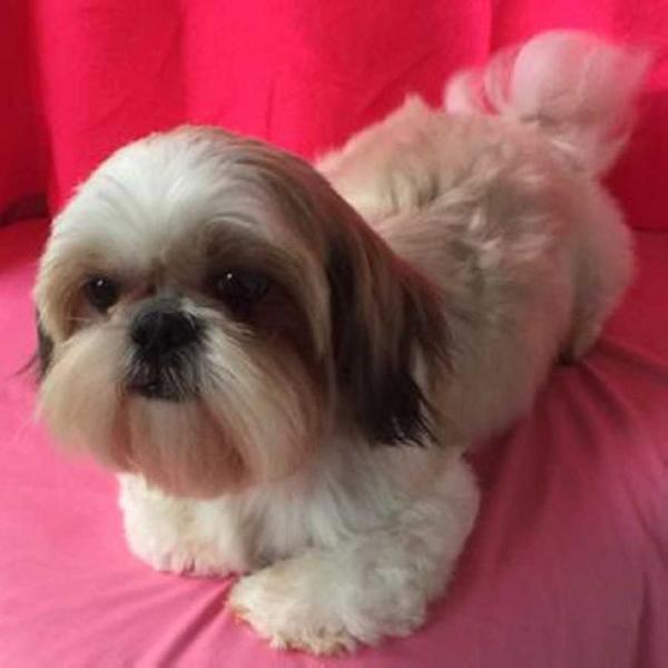 Princess Dolly Maden Mea | Shih Tzu 