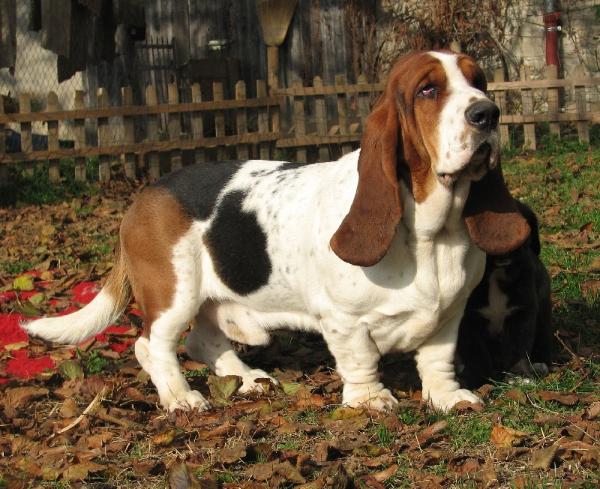 Gump du clos des hellebores | Basset Hound 