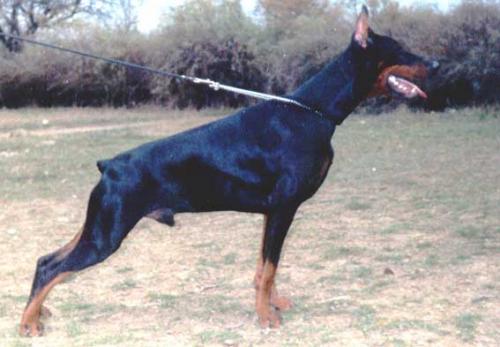 Butsefal Brilians iz Gratsiano | Black Doberman Pinscher