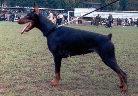 Blossom Biss iz Gratsiano | Black Doberman Pinscher