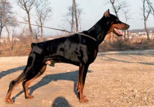 Vinner Shagrat iz Gratsiano | Black Doberman Pinscher