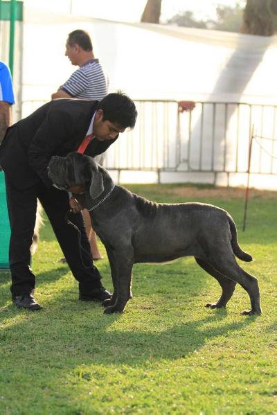 GALASSIA CUORE D' AMORE | Neapolitan Mastiff 