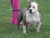 Mafias 2faced monkey of madhouse | American Pit Bull Terrier 