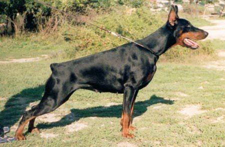 Grilyazh Garmoniya iz Gratsiano | Black Doberman Pinscher