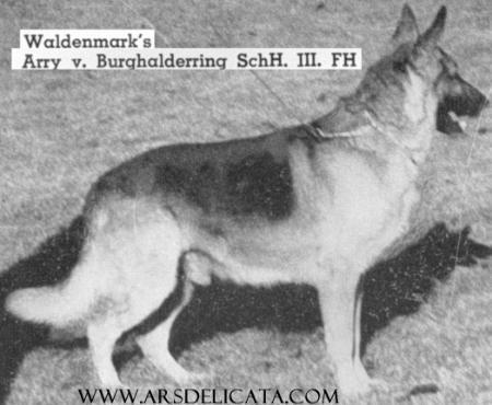 Arry vom Burghalderring | German Shepherd Dog 