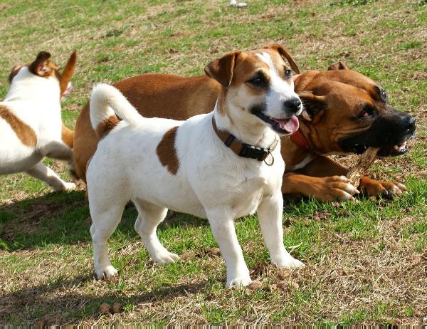 Chocolate Heaven z Herbu Sapaly | Jack Russell Terrier 