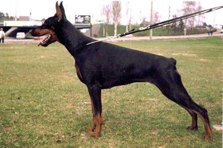 Diva Vivat Viktoriya iz Gratsiano | Black Doberman Pinscher