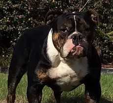 Ironhand's Arivis | Olde English Bulldogge 