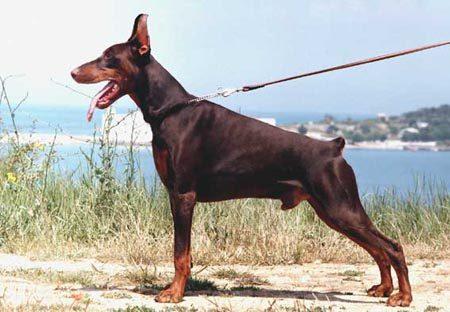 Elisey iz Gratsiano | Brown Doberman Pinscher