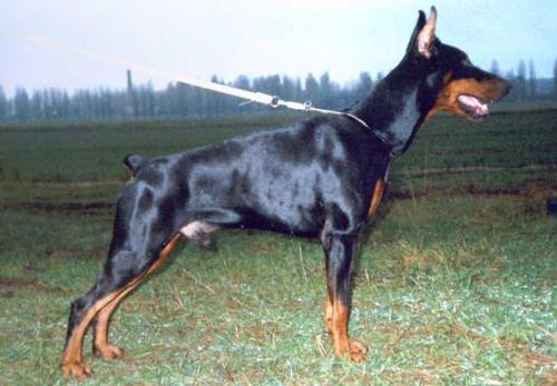 Edinstvenno Vernyi iz Gratsino | Black Doberman Pinscher