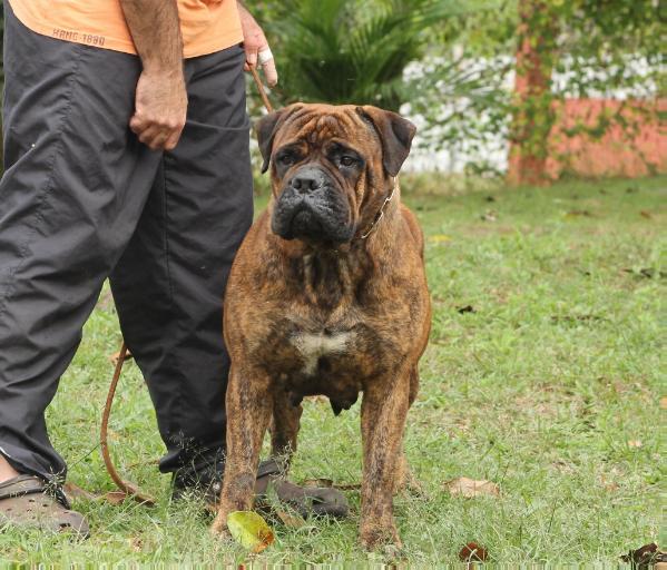 Xperia Koba of Hillsborough | Bullmastiff 