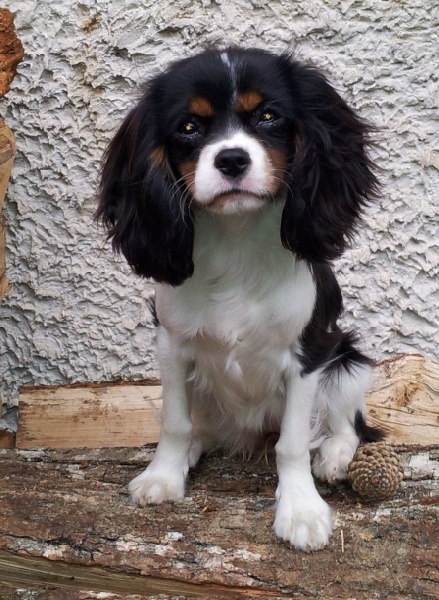 Harvest Fly de la Forêt de Caberg | Cavalier King Charles Spaniel 