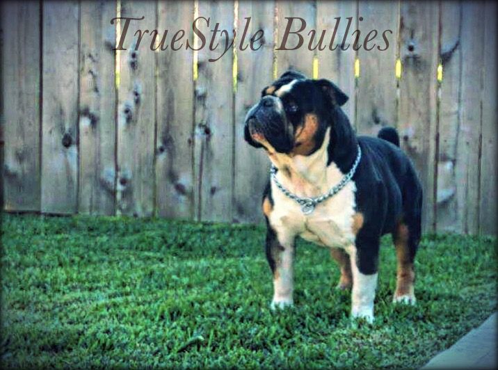 TrueStyle Bullies Flex | Olde English Bulldogge 