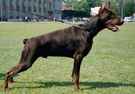 Knyaz Klyk iz Gratsiano | Brown Doberman Pinscher