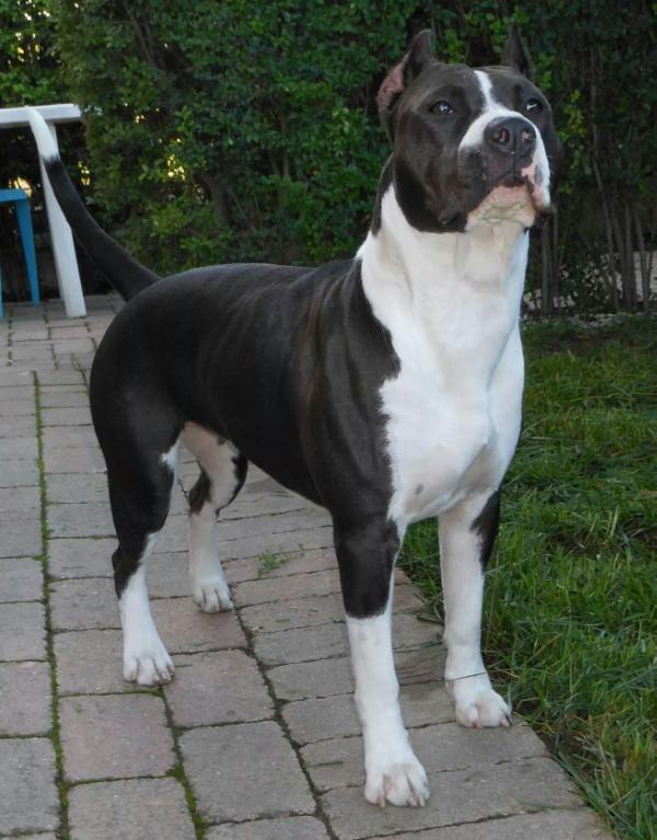 Dakota | American Staffordshire Terrier 