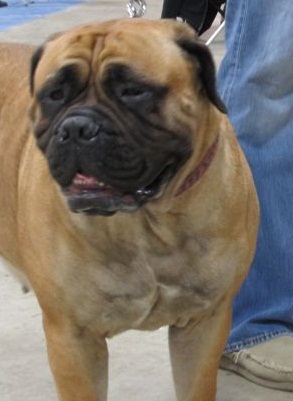 Fitnessbull Emma Of Knatchbull | Bullmastiff 