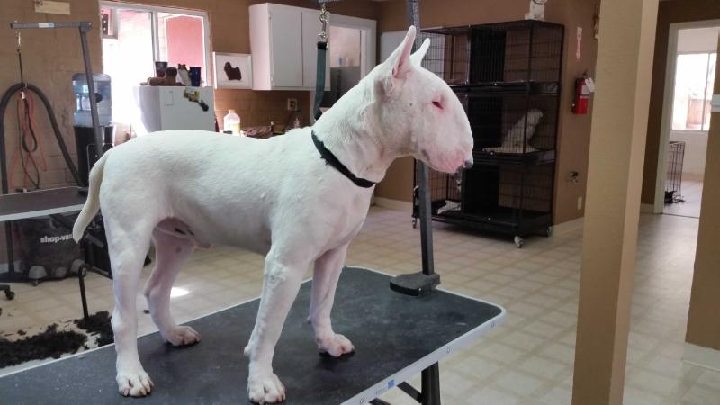 REY PUREPECHA DE TAXIMAROA | Bull Terrier 