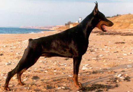 Evviva iz Gratsiano | Black Doberman Pinscher