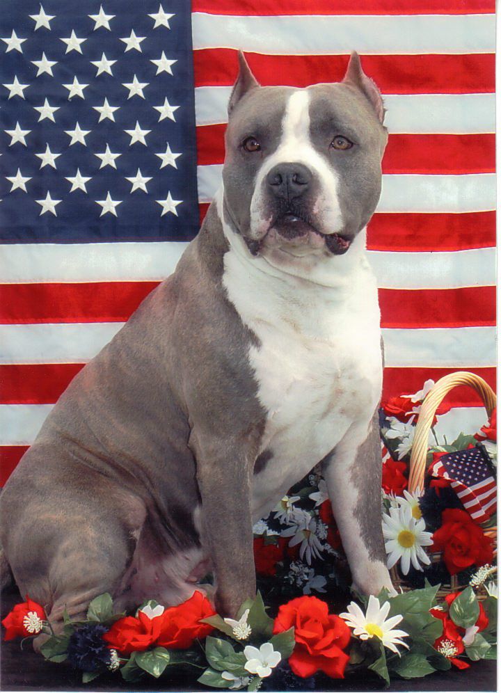 Gaff's Meet the Bouncer | American Staffordshire Terrier 