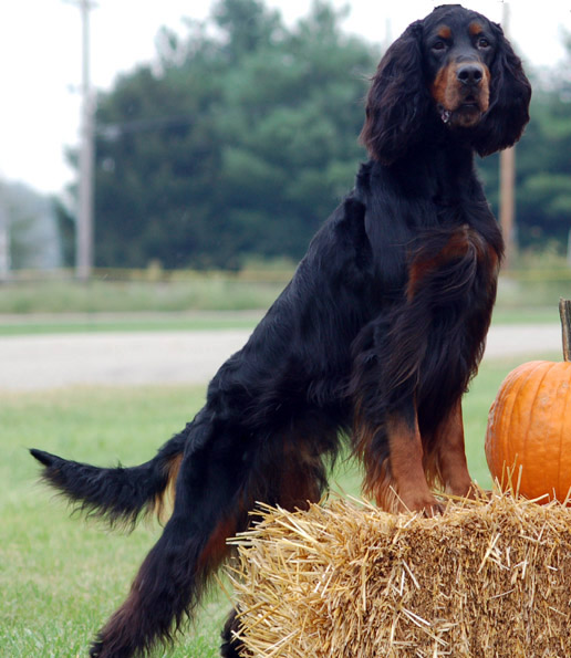 Tarbaby's Setanta T Rex JH | Gordon Setter 