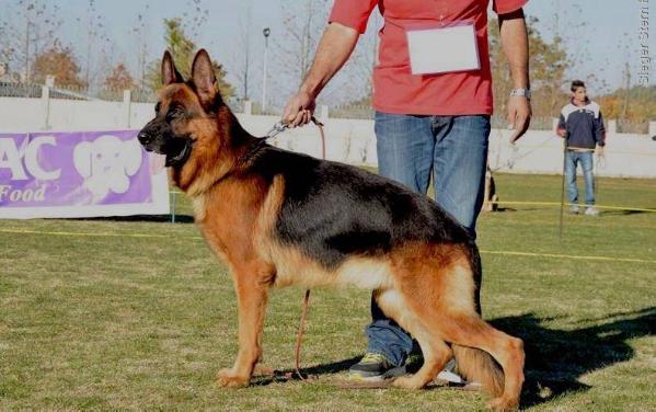 Feiko von Bad Boll | German Shepherd Dog 