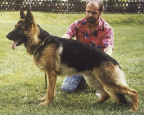Lotus vom Haus Dexel | German Shepherd Dog 