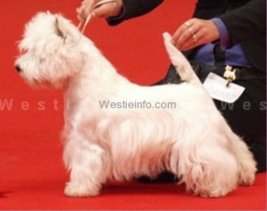 The Dashing Devil's Street Fighter | West Highland White Terrier 