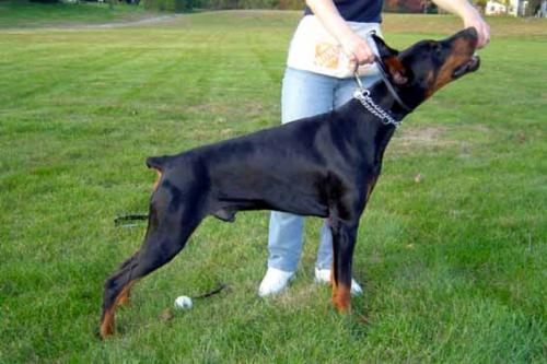 Pontiy Pilat iz Gratsiano | Black Doberman Pinscher